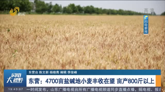 【三夏一线】东营：4700亩盐碱地小麦丰收在望 亩产800斤以上