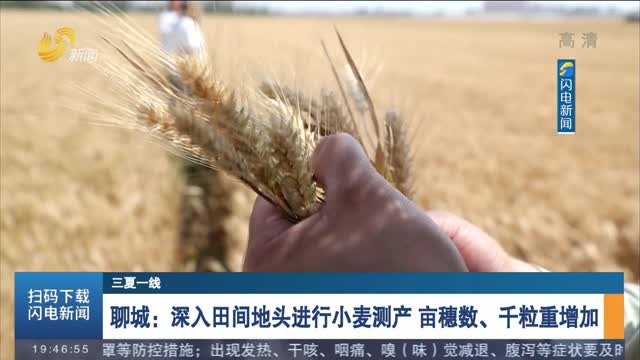 【三夏一线】聊城：深入田间地头进行小麦测产 亩穗数、千粒重增加