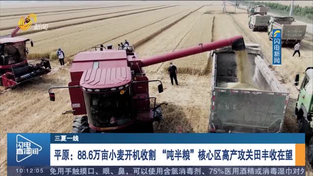 【三夏一线】平原：88.6万亩小麦开机收割 “吨半粮”核心区高产攻关田丰收在望