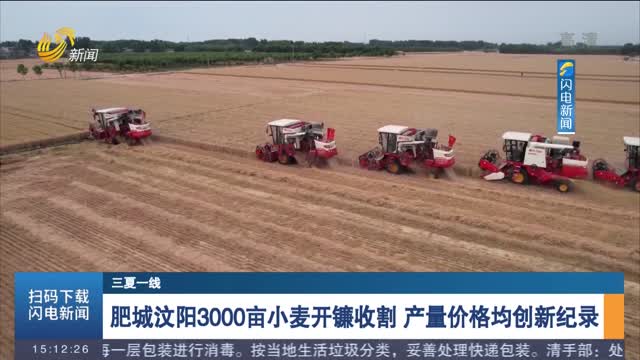 【三夏一线】肥城汶阳3000亩小麦开镰收割 产量价格均创新纪录