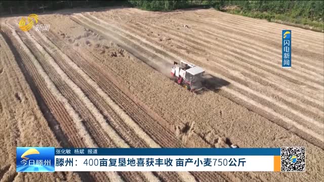 《乡村振兴看滕州》滕州：400亩复垦地喜获丰收 亩产小麦750公斤