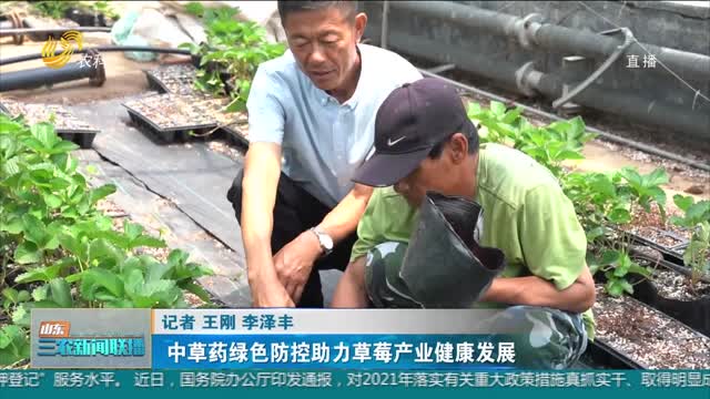 【科技兴农】中草药绿色防控助力草莓产业健康发展