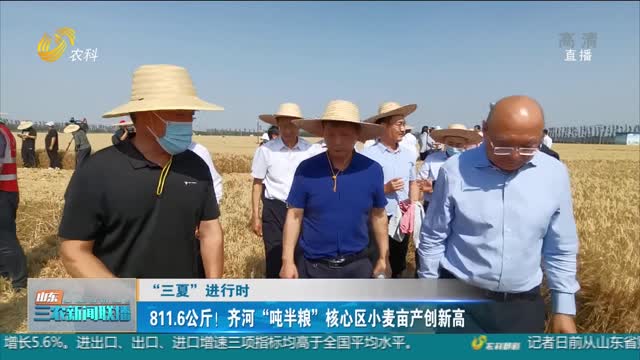 【“三夏”进行时】811.6公斤！齐河“吨半粮”核心区小麦亩产创新高