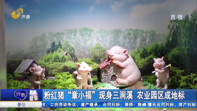 粉红猪“章小福”现身三涧溪 农业园区成地标