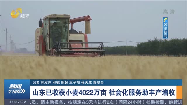 【三夏一线】 山东已收获小麦4022万亩 社会化服务助丰产增收