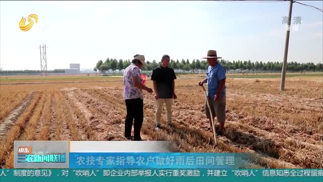 【“三夏”进行时】农技专家指导农户做好雨后田间管理