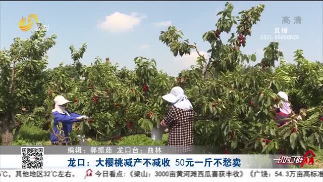 龙口：大樱桃减产不减收 50元一斤不愁卖