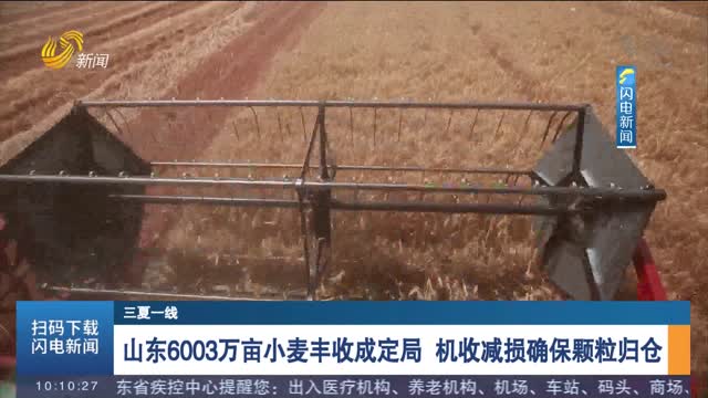 【三夏一线】山东6003万亩小麦丰收成定局 机收减损确保颗粒归仓