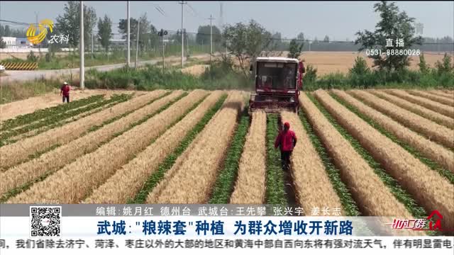 武城：“粮辣套”种植 为群众增收开新路