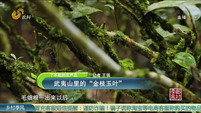 【农大腐植酸《了不起的农产品》】武夷山里的“金枝玉叶”