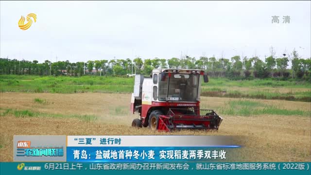 【“三夏”进行时】青岛：盐碱地首种冬小麦 实现稻麦两季双丰收