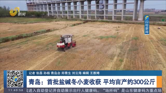 【三夏一线】青岛：首批盐碱冬小麦收获 平均亩产约300公斤