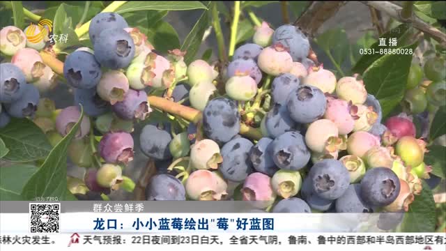 【群众尝鲜季】龙口：小小蓝莓绘出“莓”好蓝图