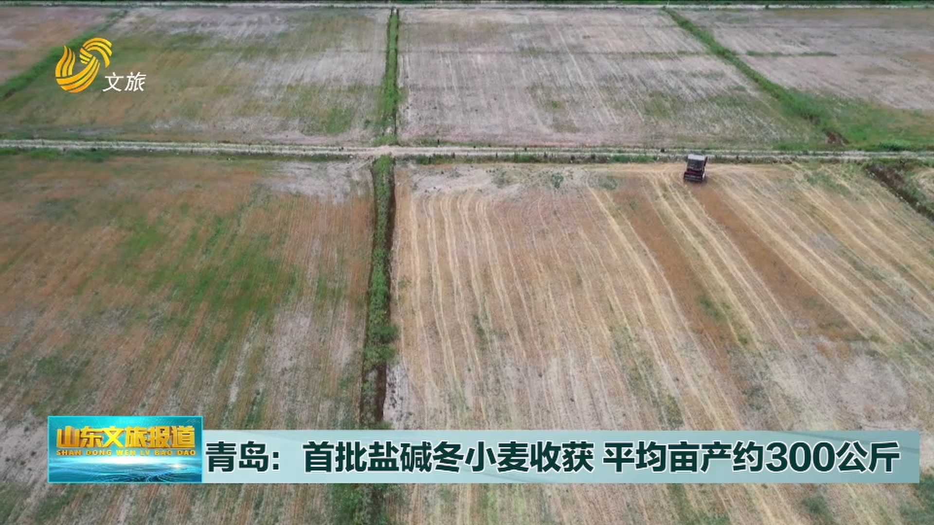 青岛：首批盐碱冬小麦收获 平均亩产约300公斤