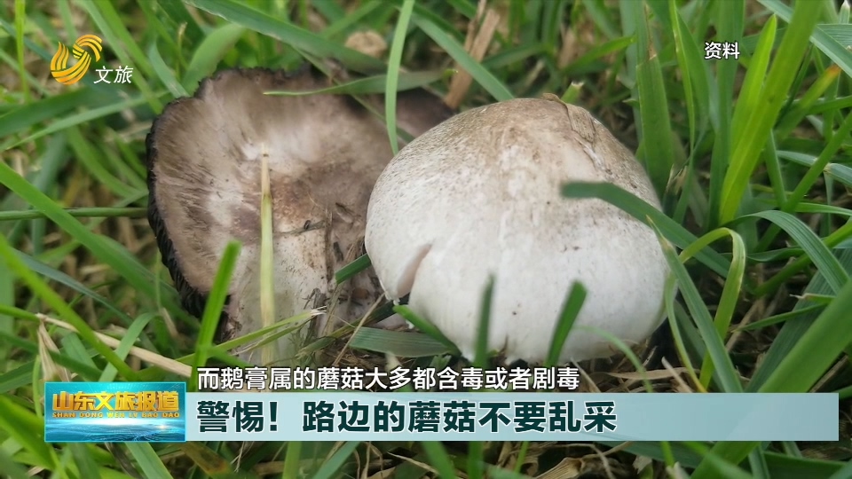 警惕！三名孩子采食野蘑菇中毒 路边的蘑菇别乱采