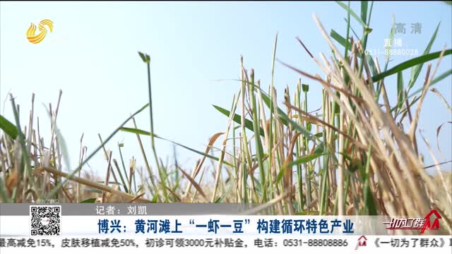 博兴：黄河滩上“一虾一豆” 构建循环特色产业