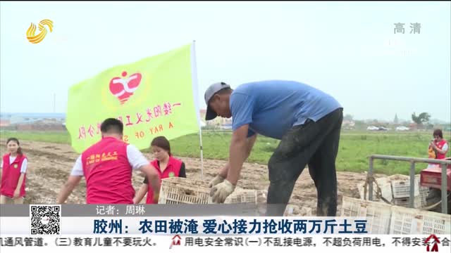 胶州：农田被淹 爱心接力抢收两万斤土豆