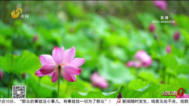 【大美山东】青州：荷花绽放 美在当“夏”