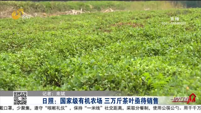 日照：国家级有机农场 三万斤茶叶亟待销售
