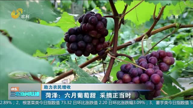 【助力农民增收】菏泽：六月葡萄甜 采摘正当时