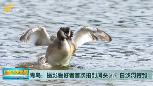 青岛：摄影爱好者首次拍到凤头鸊鷉白沙河育雏 