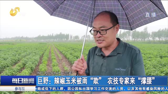 巨野：辣椒玉米被雨“欺” 农技专家来“撑腰”
