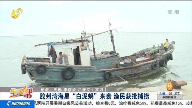 胶州湾海星“白泥蚂”来袭 渔民获批捕捞