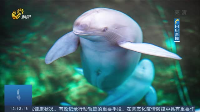 【闪电热播榜】中科院水生所首次公开长江江豚分娩全过程