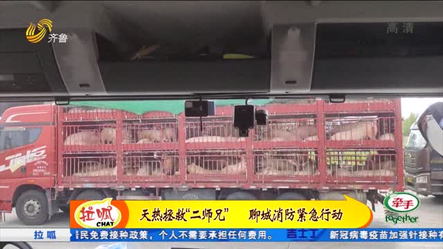 聊城：消防紧急出动为猪降温