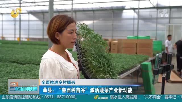 【全面推进乡村振兴】莘县：“鲁西种苗谷”激活蔬菜产业新动能