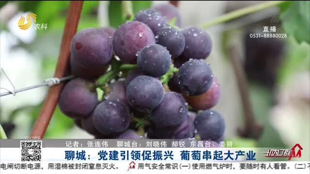 聊城：党建引领促振兴 葡萄串起大产业