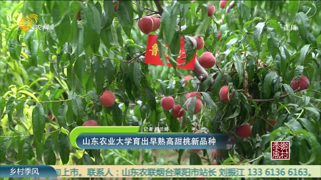 山东农业大学育出早熟高甜桃新品种