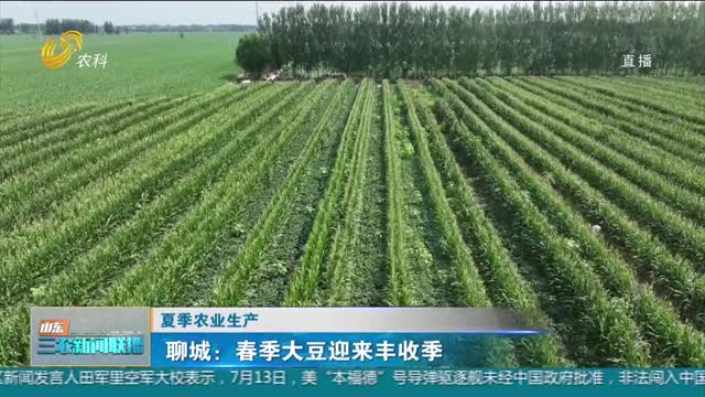 【夏季农业生产】聊城：春季大豆迎来丰收季