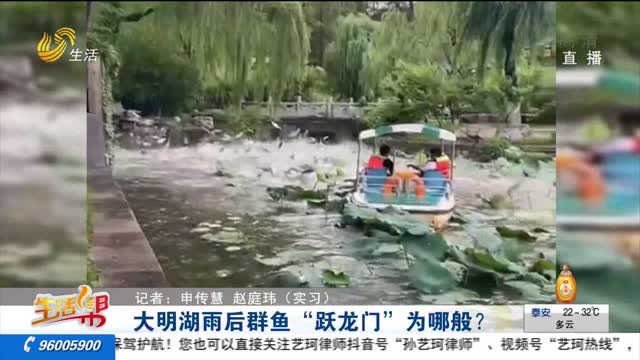 大明湖雨后群鱼“跃龙门”为哪般？