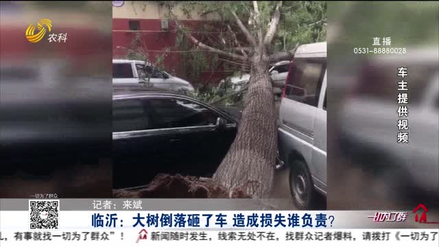 临沂：大树倒落砸了车 造成损失谁负责？