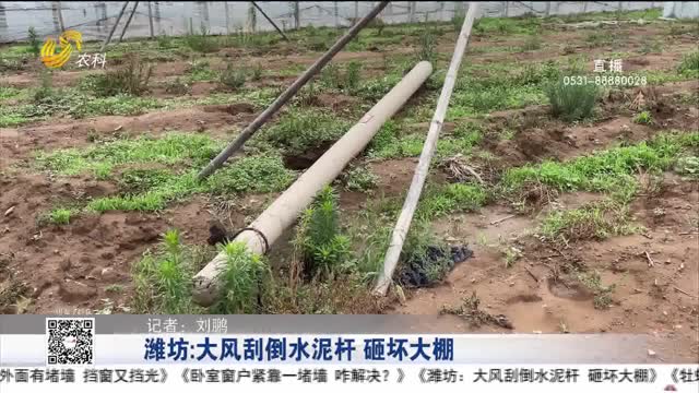 潍坊：大风刮倒水泥杆 砸坏大棚