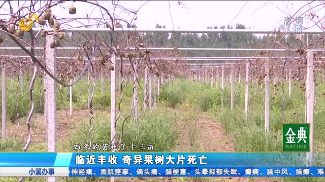 潍坊：果树大面积死亡 怀疑化肥有问题