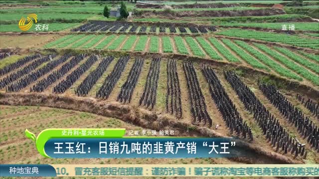 【史丹利·星光農場】王玉紅：日銷九噸的韭黃產銷“大王”