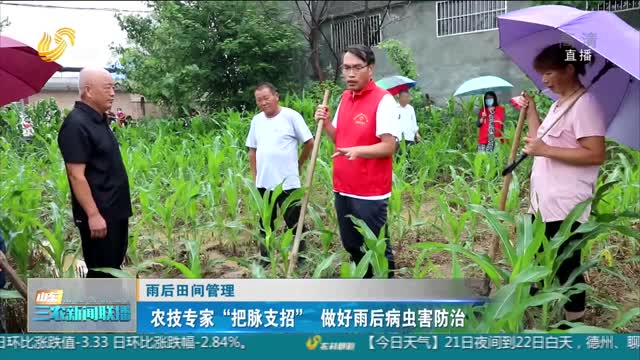 【雨后田间管理】农技专家“把脉支招” 做好雨后病虫害防治