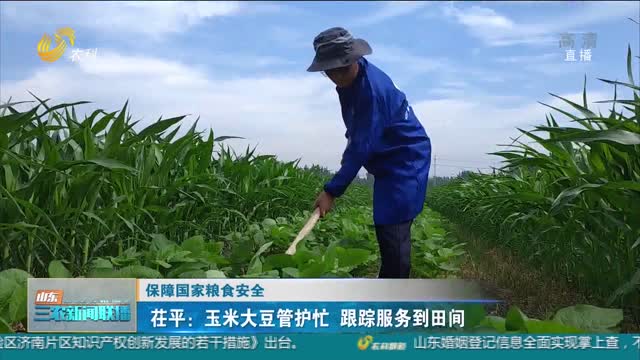 【保障国家粮食安全】茌平：玉米大豆管护忙 跟踪服务到田间