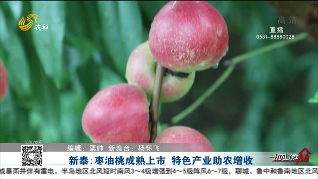 新泰：枣油桃成熟上市 特色产业助农增收