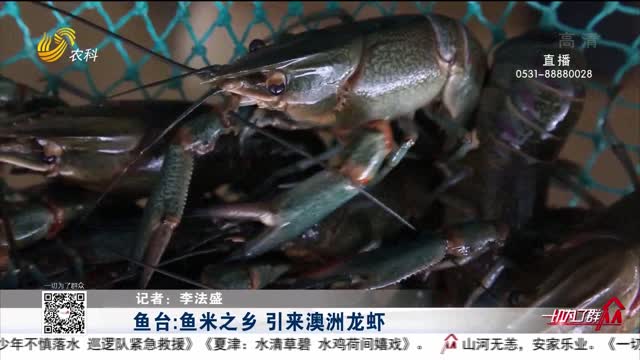 鱼台：鱼米之乡 引来澳洲龙虾