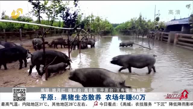 平原：黑猪生态散养  农场年赚60万