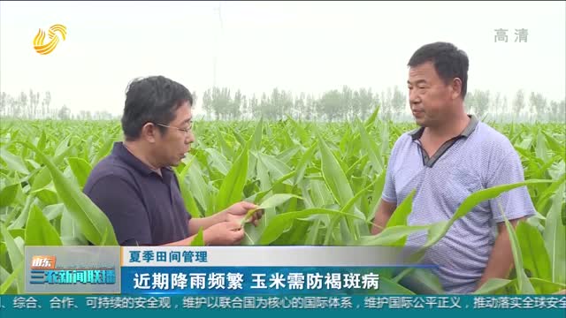 【夏季田间管理】近期降雨频繁 玉米需防褐斑病