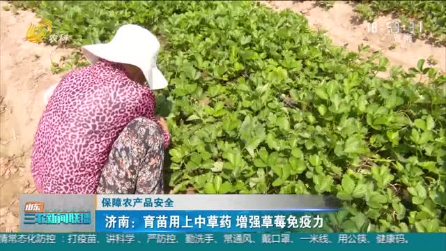 【保障农产品安全】济南：育苗用上中草药 增强草莓免疫力