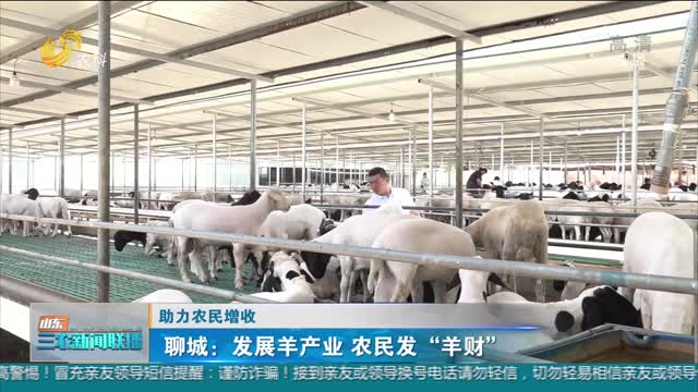 【助力农民增收】聊城：发展羊产业 农民发“羊财”