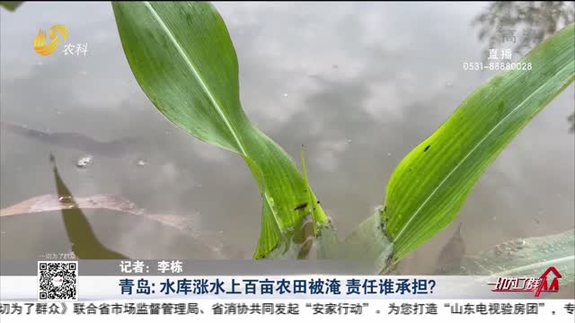 青島：水庫漲水上百畝農田被淹 責任誰承擔？