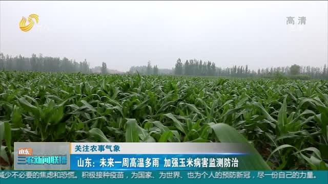 【关注农事气象】山东：未来一周高温多雨 加强玉米病害监测防治