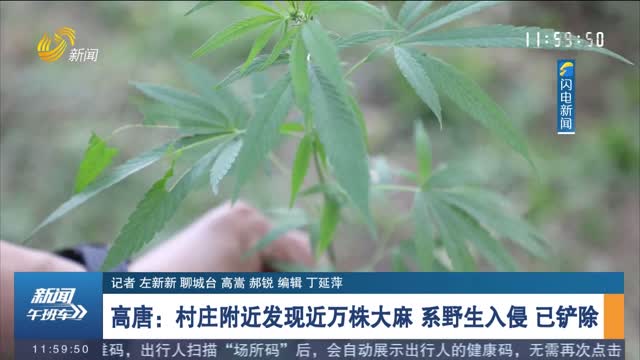 【第一现场】高唐：村庄附近发现近万株大麻 系野生入侵 已铲除