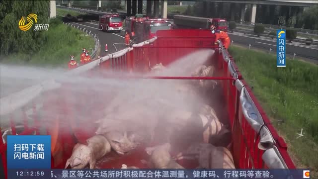 【闪电热播榜】德州：160多头猪高速上中暑 消防员“火速”送水降温